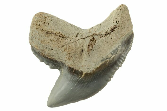 Fossil Tiger Shark (Galeocerdo) Tooth - Aurora, NC #195088